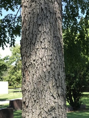 Gymnocladus dioicus
