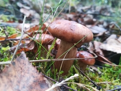 Fungi