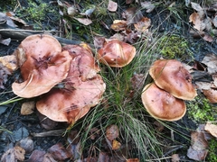 Fungi