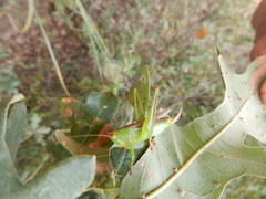 Orchelimum silvaticum