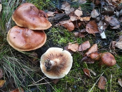 Fungi