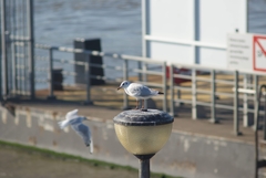 Chroicocephalus ridibundus