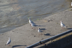 Chroicocephalus ridibundus