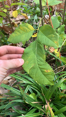 Fraxinus