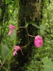 Comparettia falcata