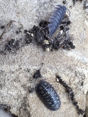 Armadillidium depressum