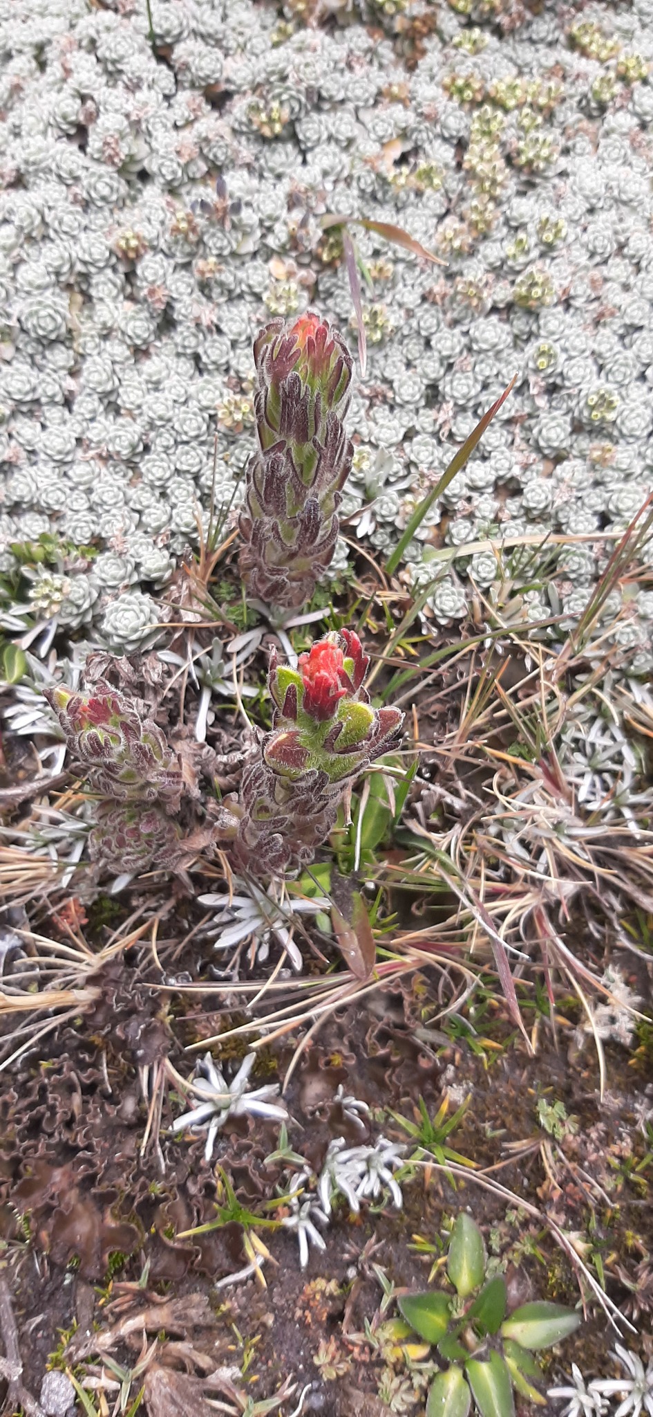 Castilleja nubigena image