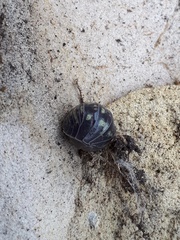 Armadillidium depressum