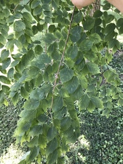 Gymnocladus dioicus