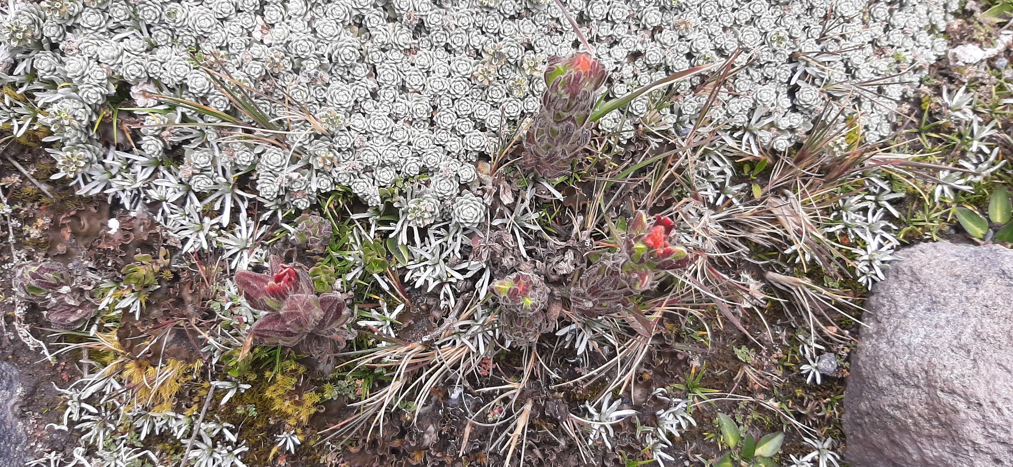 Castilleja nubigena image