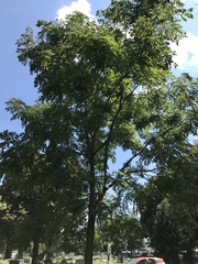 Gymnocladus dioicus