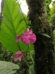Comparettia falcata