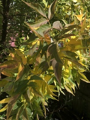 Magnoliopsida