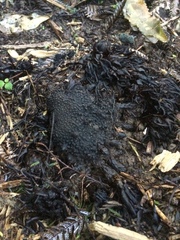 Dactylanthus taylorii