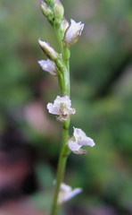 Prasophyllum hians