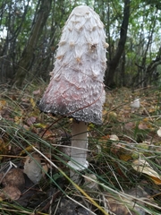 Coprinus comatus