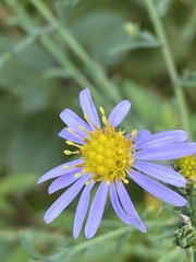 Symphyotrichum laeve laeve