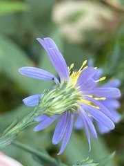 Symphyotrichum laeve laeve