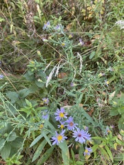 Symphyotrichum laeve laeve