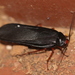 Red-headed Cockroach - Photo (c) Cecile Roux, some rights reserved (CC BY-NC), uploaded by Cecile Roux