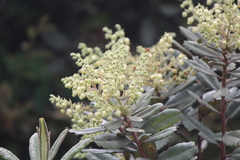 Comarostaphylis