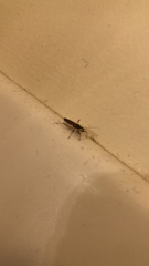 Myodocha serripes