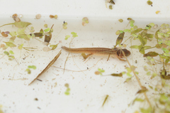 Lissotriton