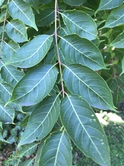 Ailanthus altissima