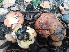 Suillus luteus
