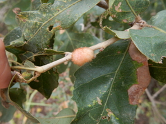 Striatoandricus aciculatus