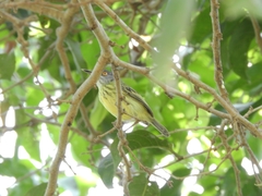 Todirostrum maculatum