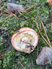 Suillus luteus