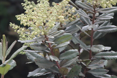 Comarostaphylis
