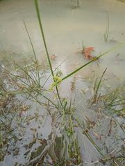 Cyperus pseudovegetus