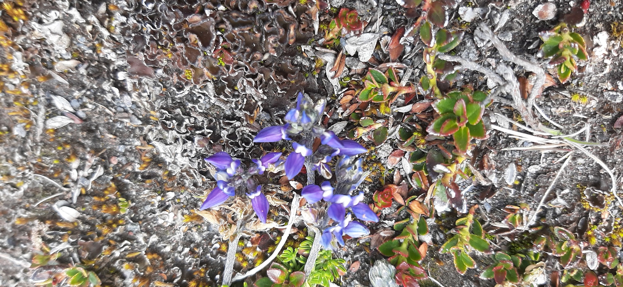 Lupinus microphyllus image