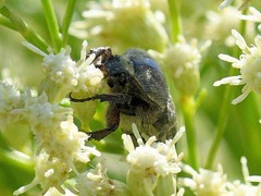 Euphoria sepulcralis