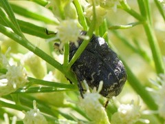 Euphoria sepulcralis