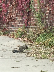Sciurus carolinensis