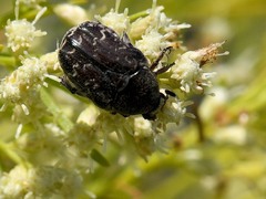 Euphoria sepulcralis