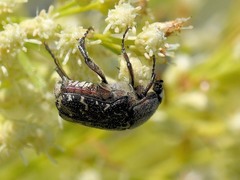 Euphoria sepulcralis