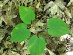 Dioscorea quaternata