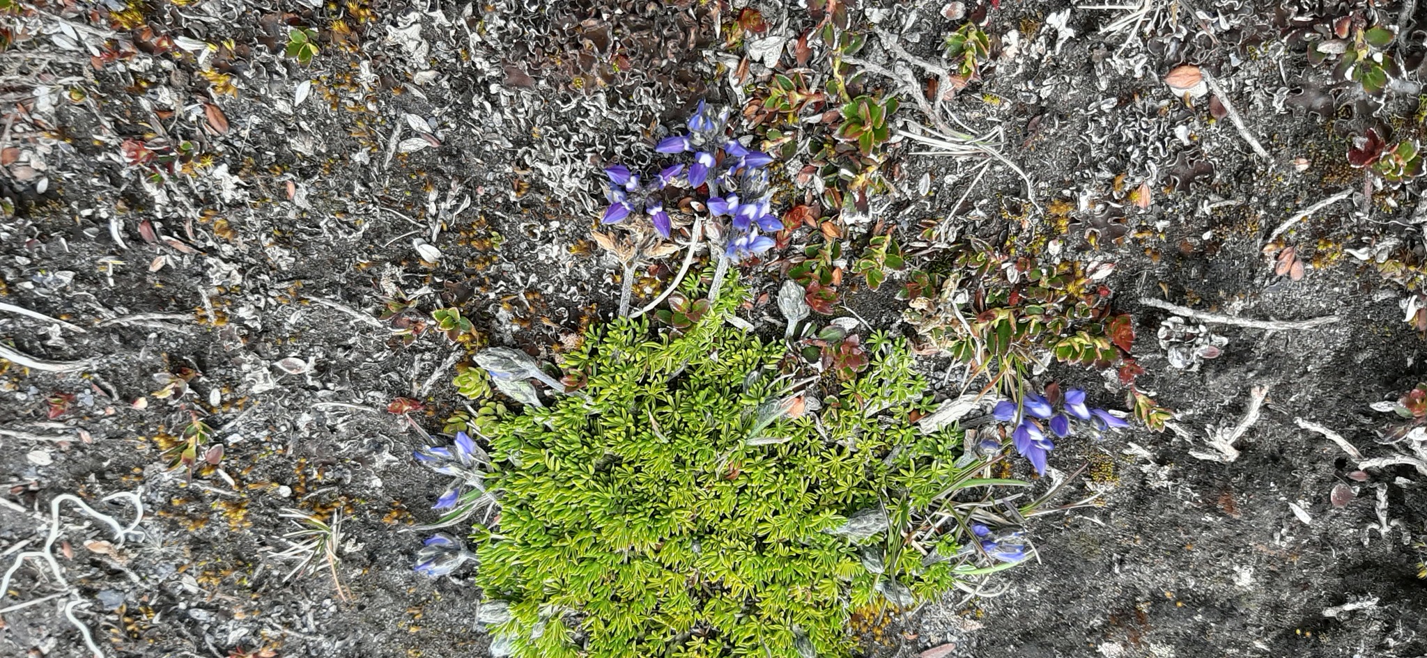 Lupinus microphyllus image