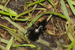 Pterostichus madidus