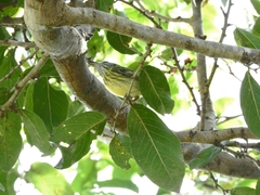 Todirostrum maculatum
