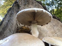 Hemipholiota