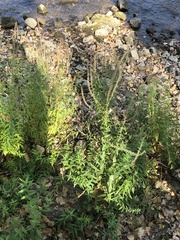 Veronicastrum virginicum