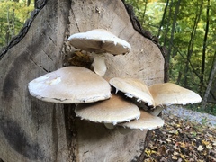 Hemipholiota