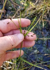 Rhynchospora scirpoides