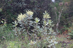 Comarostaphylis