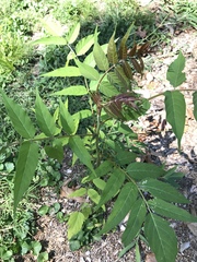 Ailanthus altissima